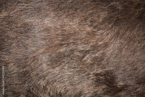 Fotografía Brown bear (Ursus arctos) fur texture.