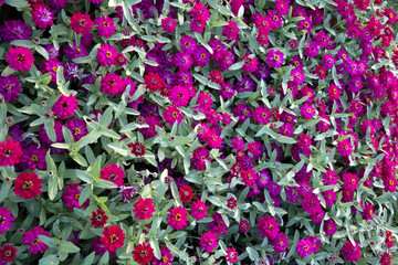 Canvas Print - Red Zinnia Flowers - Double Hot Cherry