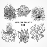 Collection of marine plants, leaves and seaweed. Vintage set of black and white hand drawn marine flora. Isolated vector illustration in line art style.Design for summer beach, decorations.