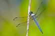 Blue Dasher Dragonfly clinging to a phragmite