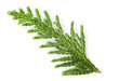 Closeup of green twig of thuja the cypress family on white background