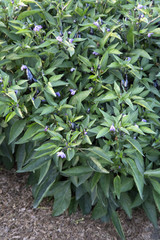 Canvas Print - Capsicum - Purple