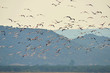 flock of lammingo birds,island Lesbos,Greece
