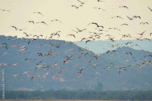 Fotografia  flock of lammingo birds,island Lesbos,Greece