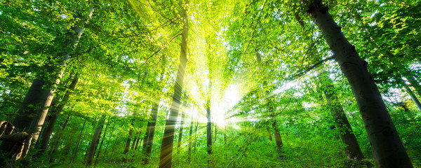 Poster - Wald mit Sonnenstrahlen