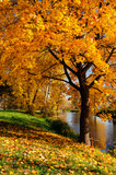 Fototapeta Krajobraz - Autumn in the park