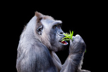 Gorilla Dining On Foliage