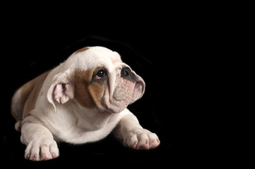 Wall Mural - English bulldog puppy .