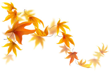 Wall Mural - autumn maple leaves falling and spinning on white background