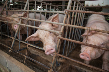 Wall Mural - pigs in the farm