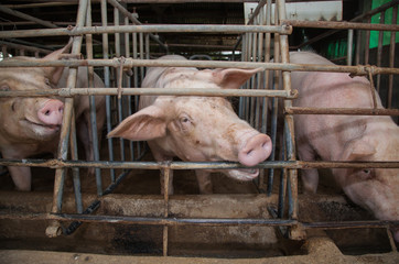 Wall Mural - pigs in the farm