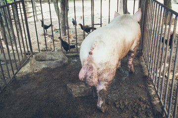 Wall Mural - Animal testicles