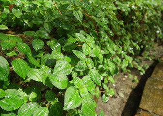 Naklejka na meble Fresh green leaves in sunlight background