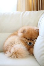 Pomeranian Dog Cute Pets Sleeping On White Leather Sofa