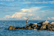 Great Blue Heron looking out over the Chesapeake Bay