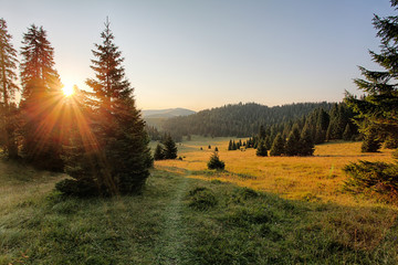 Wall Mural - mountain country with forest