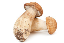 Two Porcini Mushrooms Isolated On White Background