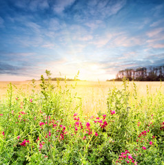 Wall Mural - beautiful wildflowers