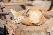 Small Fennec Is Sleeping On The Tree