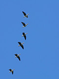 Fototapeta Na sufit - Flock of White-fronted Gooses during migration