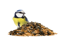 Blue Tit And A Pile Of Mixed Bird Seeds On White Background