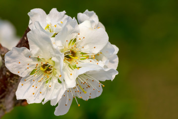 Wall Mural - blossom flowers