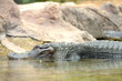 Aligator w Loro Park na Teneryfie