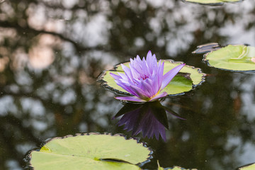 Sticker - beautiful lotus in pond