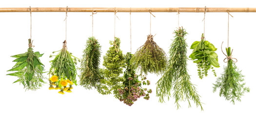 Sticker - Fresh herbs dill, basil, rosemary, thyme, oregano, marjoram, dan