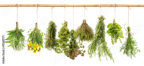 Tapeta ścienna na wymiar Fresh herbs dill, basil, rosemary, thyme, oregano, marjoram, dan