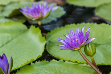 Sticker - beautiful lotus in pond