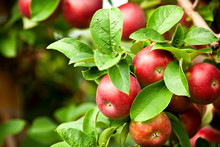 Organic Red Ripe Apples On The Orchard Tree With Green Leaves