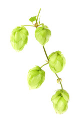 Wall Mural - The vertical branch of hops isolated on a white background.