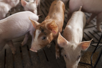 Wall Mural - pigs in the farm