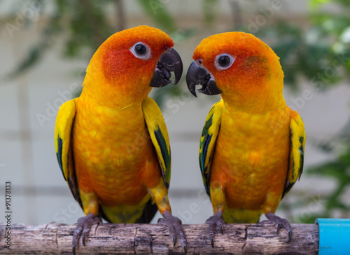 Naklejka na szybę Conure