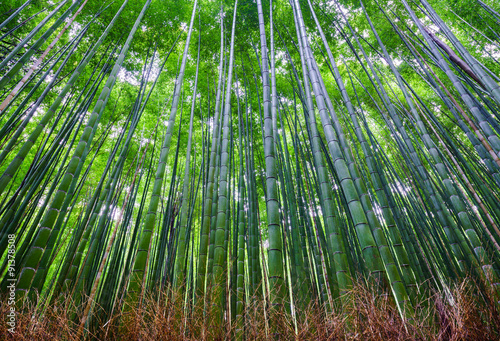 Fototapeta na wymiar Bamboo forest, Arashiyama, Kyoto, Japan