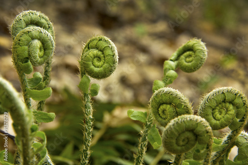 Fotografia, Obraz Fern fiddleheads, springtime, Valley Falls Park, Vernon, Connect