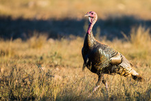 Texas Turkey Walking At Sunset