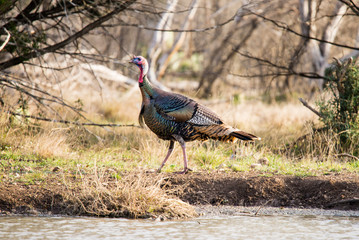 Wall Mural - Texas Turkey Walking