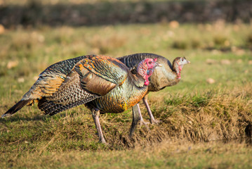 Wall Mural - Turkeys at the Pond