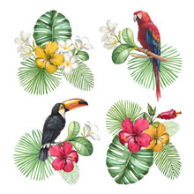 Watercolor Illustrations Of Tropical Flowers And Birds