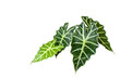 Tropical leaves on white background (Alocasia sanderiana or Kris plant), Thailand