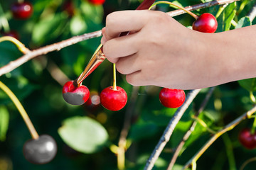 Poster - hand with paintbrush paints red ripe cherry