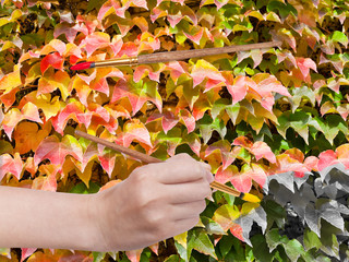 Wall Mural - paintbrush paints leaves of ivy in autumn