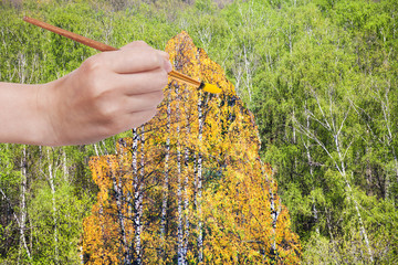 Poster - brush paints yellow autumn birch in green grove