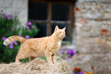 Wall Mural - red cat standing outdoors