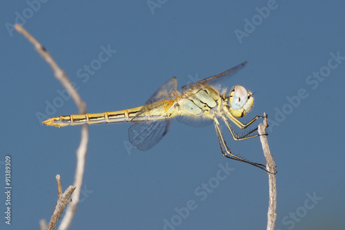 Fotografia, Obraz Red-veined Darter, Sympetrum fonscolombii