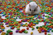 Hamster with colorful candies