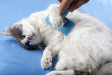 Male Hand Grooming Cat.