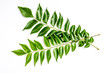 Curry leaves - karapincha (Murraya koenigii)